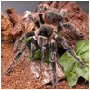 Vartotojo avataras